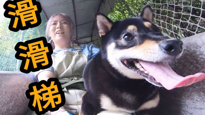 สไลเดอร์ยาวสุดระห่ำ 500 เมตร! ลงแบบเร็วปรี๊ดพร้อมน้องหมา!! ชิบะอินุใช้ลิ้นทรงตัวได้เนียนมาก!