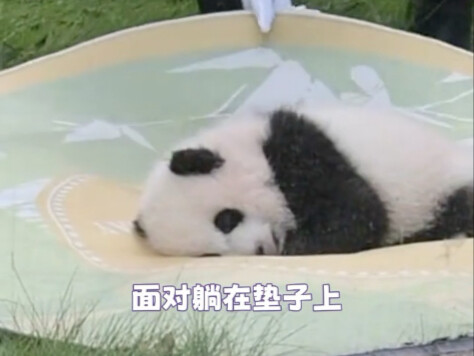 一定是很有爱的人 才能和动物当同事 动物园就应该交给这样的人哇