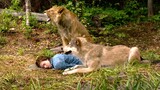 Girl Fell Into A Coma, The Wolf And The Lion Stayed By Her Side Using Their Bodies To Keep Her Warm!