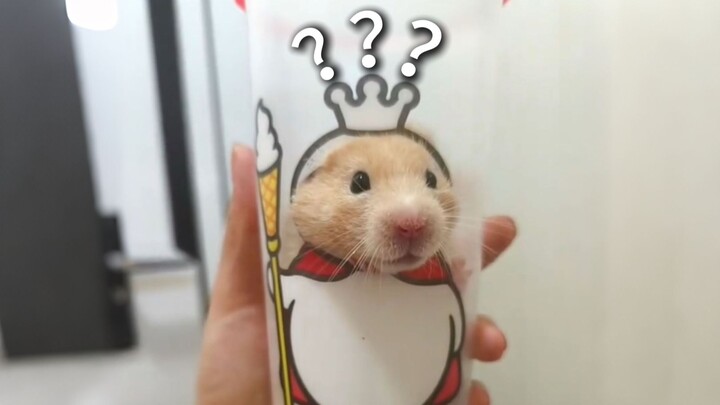 «جائزة السلوكيات المربكة للحيوانات 273»