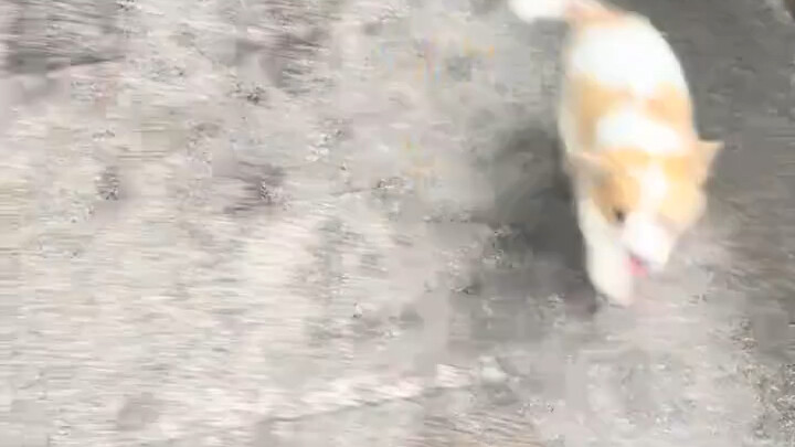 It looks like Qiuqiu doesn’t really like Ping An.