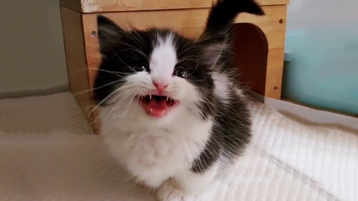 Chủ nhân bị mèo con bám riết, không cho vuốt lông là kêu meo meo ầm ĩ~