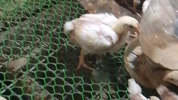 backyard farming Beginner ❤️happy farming guys