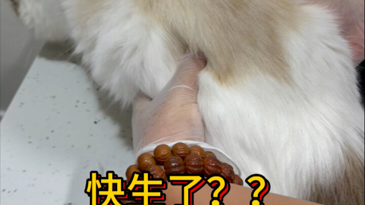 Rốt cuộc tôi đã nhặt được bao nhiêu con mèo kỳ lạ vậy?