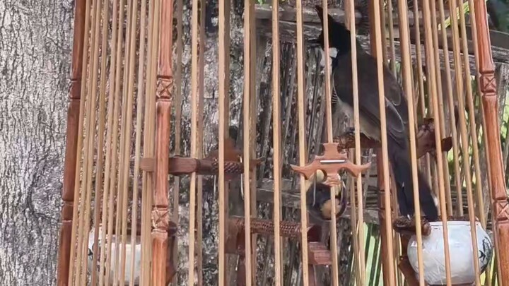 สุดยอดนกนับดอก