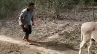 MEME SPECIAL IDUL ADHA | SAPI YANG SELAMAT