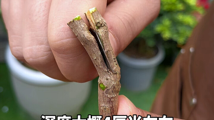 New Method for Propagating Bougainvillea via Cuttings