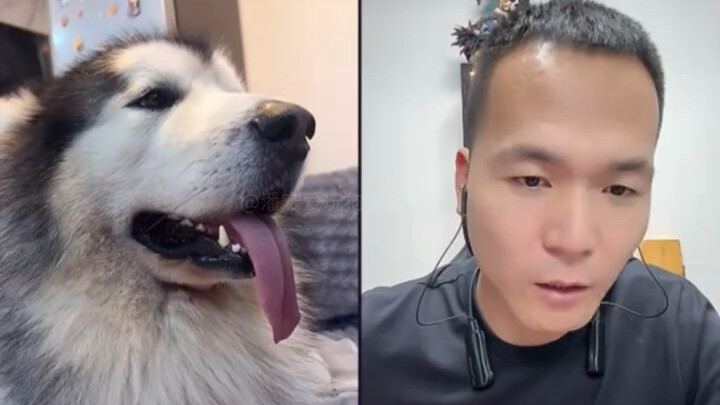 Pan Hong tests dogs guarding their food