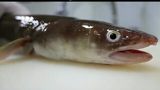 Món ăn đường phố Hàn Quốc: Lươn Khổng Lồ