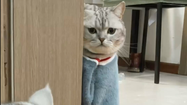 The cat’s jealous again—I might lose it…