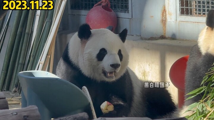 【11.23萌玉少吃了半个苹果后续】萌玉吃东西随了爸爸，慢悠悠不着急，萌宝开心的吃了一个半大苹果