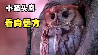 那些安静呆着的动物们！