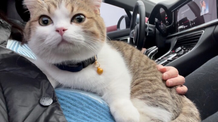 Animal | Cat Enjoying Car Riding