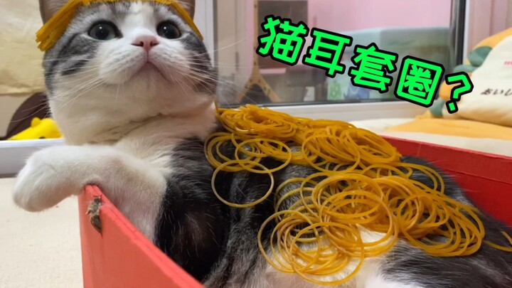 Kudengar kalau kamu pasang cincin di telinga kucing, kucing asli bisa langsung terlempar dalam sekej