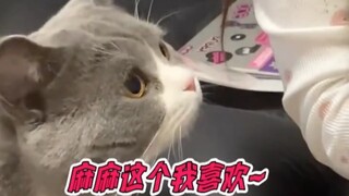 Truly the Liu Yifei of the cat world