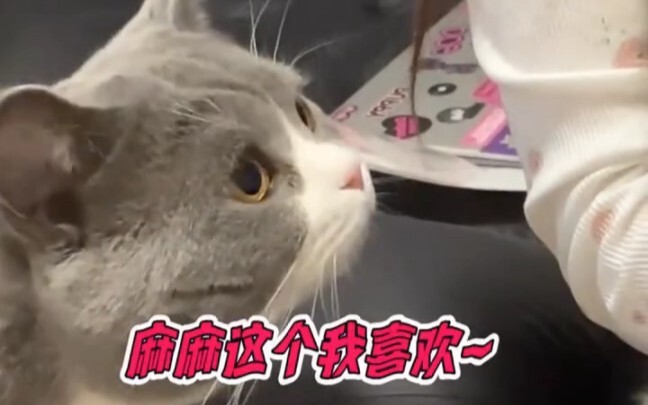 Không hổ danh là Lưu Diệc Phi của giới mèo