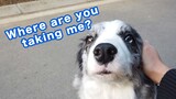 Cute dog vlog