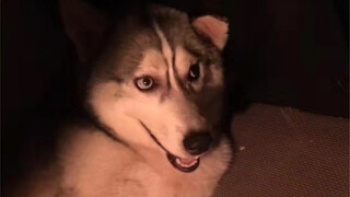 ประเมินค่าความน่ารักของฮัสกี้ต่ำเกินไป