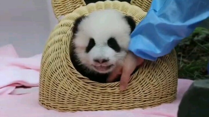 【Panda】Fuduoduo's voice is so cute!