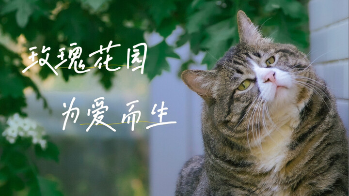 “The Most Romantic Thing I Can Do Is Build a Garden Just for You”