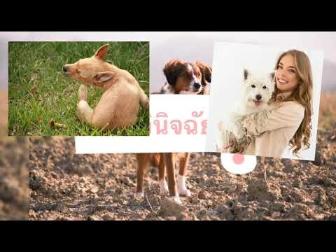 ทราบหริอไม่ ? สุนัขขนร่วงเกิดจากอะไร สุนัขขนร่วงรักษาอย่างไร By Thai Pet Academy