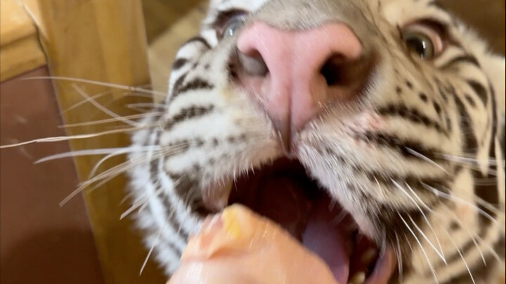 🦓: هل وصلت الإشارة يا أمي؟ هُهُ، غدًا سأأكل فخذ الغزال الكبير!