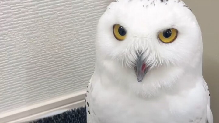 Without air conditioning, the snowy owl would really overheat—see how hot the little guy is.