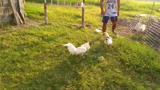 8 MONTHS OLD YLH WHITE CLARET VS 2X SUPER WHITE APRIL 08, 2023.