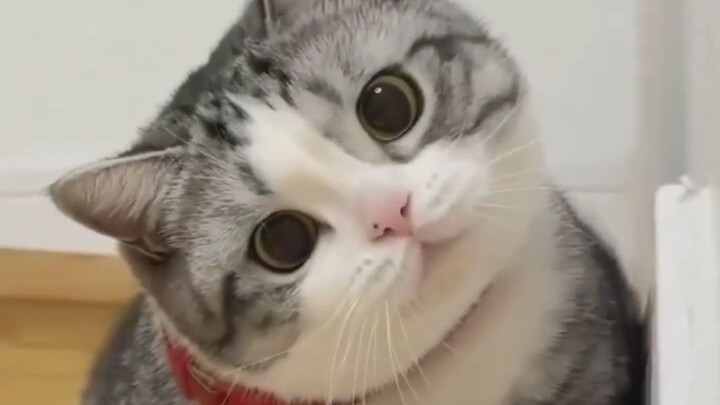 Cats, dogs, and your best friends who want to share with you.