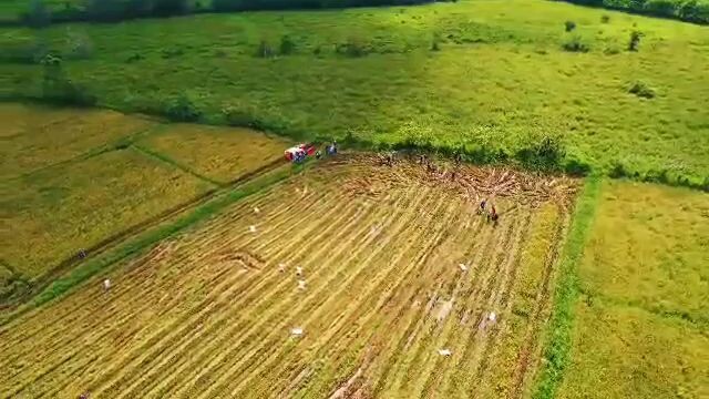 harvesting of Rice