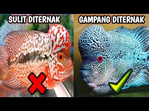 Ternak Louhan Itu Susah Gampang❗Harus Memilih Indukan Yang Baik