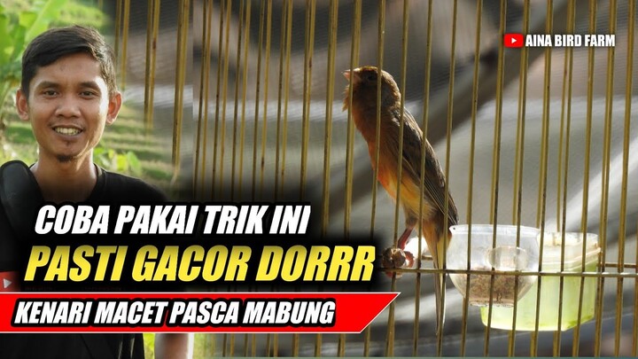 4 Langkah Menggacorkan KENARI Macet Pasca Mabung||Jamin Cepat Dorrr