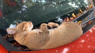 Cat bugs will develop if the car is parked for a long time.