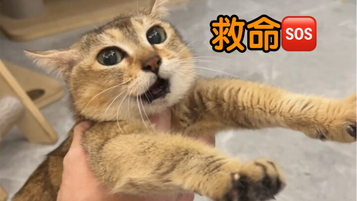 这只老猫真是浑身都是特色耶！！