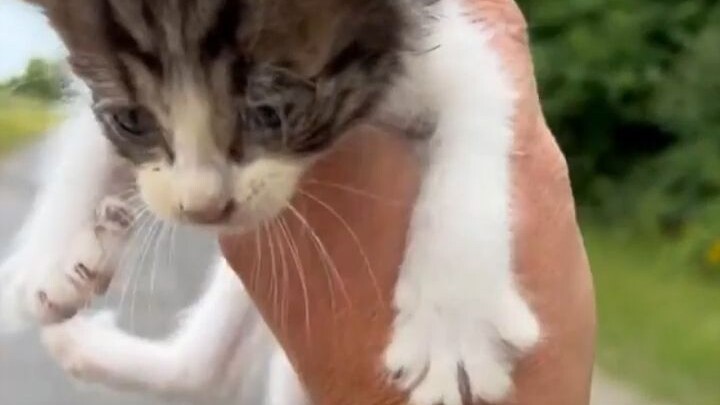Netizens thought they’d come across a lone stray cat, only to discover it was a “scout” sent by the 