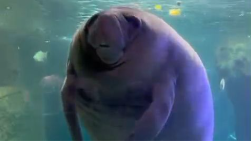 Amazing Manatees facts.