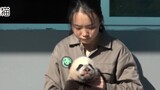 饲养员小姐姐连忙给熊猫小宝宝道歉，太有爱了！