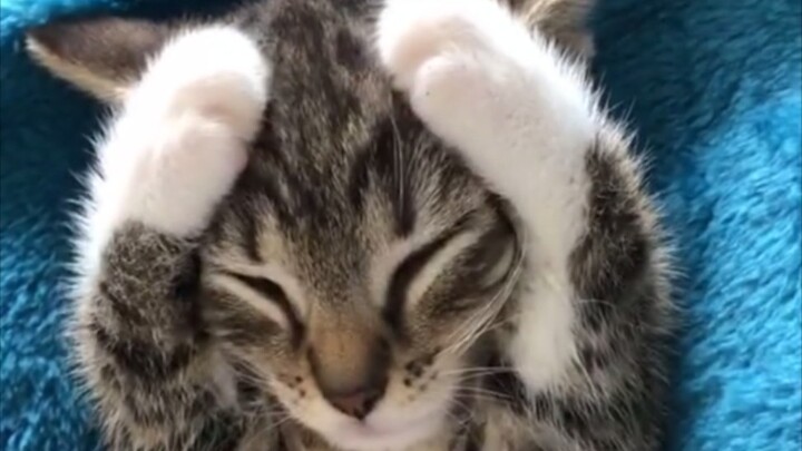 Menghadapi anak kucing, saya memilih menyerah