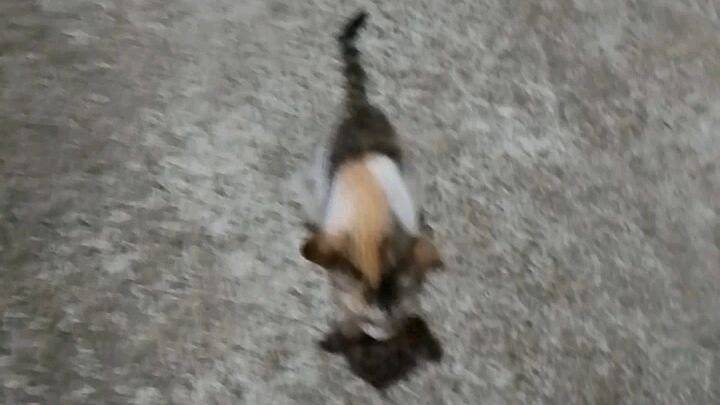 TRI-TRI