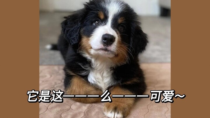 【เสี่ยวป๋อ】มันน่ารักมากกกกกกจริงๆ!