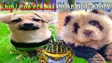 Dương KC | Bông Bé Bỏng Ham Ăn #20 | chó thông minh vui nhộn | funny cute smart dog pets Thú Cưng TV