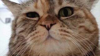 Bagaimana rasanya dikubur hidup-hidup oleh seekor kucing?