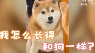 สาวน้อยแสดงให้เห็นอย่างชัดเจนว่า ทำยังไงถึงจะเปลี่ยนจากคนเป็นหมาได้