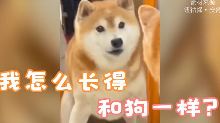 小姐姐用实力演绎，怎么从人变成狗。