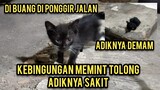 Astagfirullah 2 Anak Kucing Minta Tolong Karena  Di Buang Di Pinggir Jalan..!