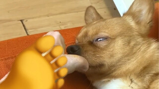 玩儿归玩儿闹归闹，别拿哈尼开玩笑！