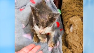 A Lady Rescues a Stray Kitten Found In The Garage - Rescue Animals