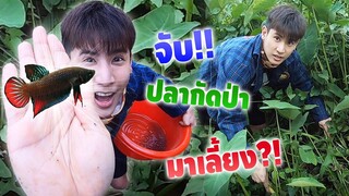 ต้อนรับสมาชิกใหม่!? จับปลากัดป่าจากธรรมชาติมาเข้าสวนสัตว์ HI-END ฮาๆๆ!!