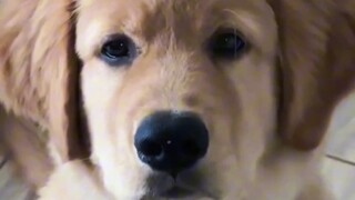 Anjing penghibur juga takut kehilangan pekerjaan mereka