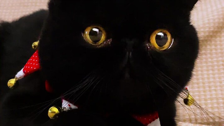 Đây là chú mèo cá Koi của nhà mình, mọi người mau lại đây ước nguyện đi!